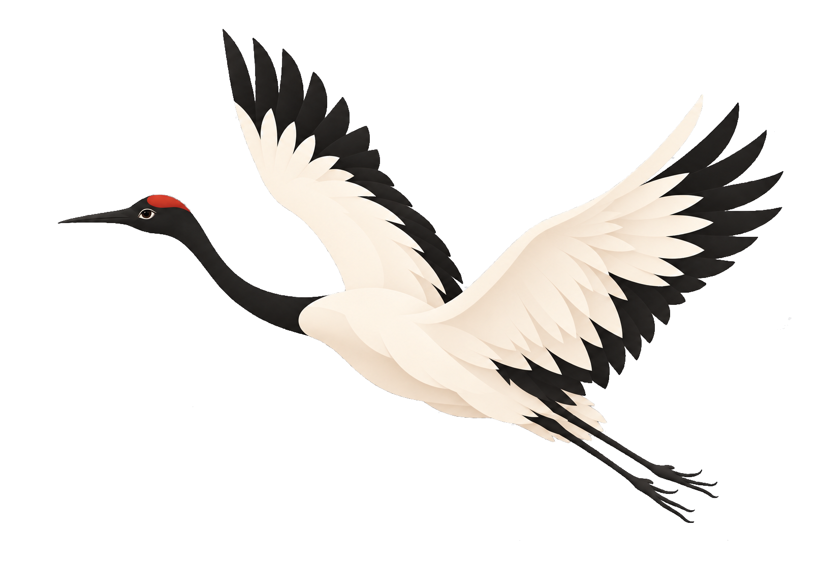 An open-eyed soaring crane